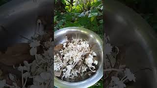 edible wild mushroom  Rice mushroom  of coorg very tedious process of picking and cleaning [upl. by Annahaj]