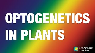 Optogenetics in plants [upl. by Blalock417]