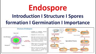 Endospore  Introduction  Structure  Spore formation  Germination  Significance [upl. by Akimaj]