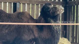 Camel at Hamerton Zoo Park [upl. by Eannyl]