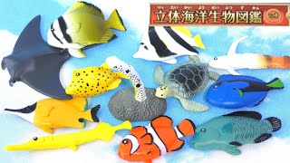 【全部知ってる？】立体海洋生物図鑑Vol1！全12種類をご紹介♪ [upl. by Eamanna]