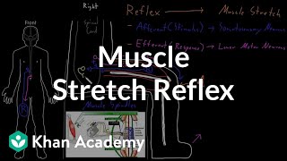 Muscle stretch reflex  Organ Systems  MCAT  Khan Academy [upl. by Elena205]