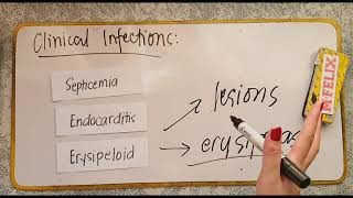 Erysipelothrix Lactobacillus Nocardia [upl. by Marino352]