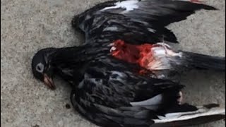 Seagull attacking and killing pigeon Oakland harbor California [upl. by Fairfield843]