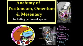 Anatomy of PeritoneumOmentum and Mesentery Including peritoneal spaces l radiology [upl. by Faxun]