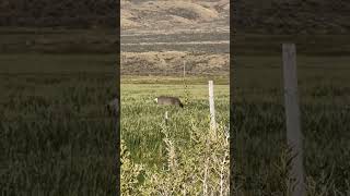 Mule deer down bowhunting deer muledeer [upl. by Nedak951]