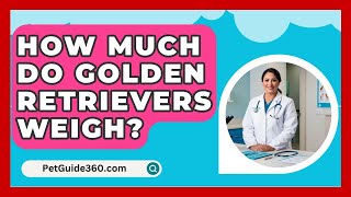 How Much Do Golden Retrievers Weigh  PetGuide360com [upl. by Reinaldos796]