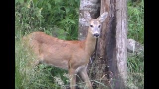 Bockjagd im Gebirge 4K [upl. by Freytag]