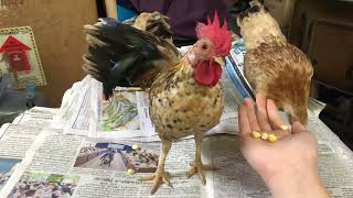 Serama Chickens Day 40 part 2 [upl. by Kirsten]