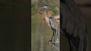 Great Blue Heron a full body filmed by me of this majestic bird  Bird Video  Nature Photographer [upl. by Laverna672]