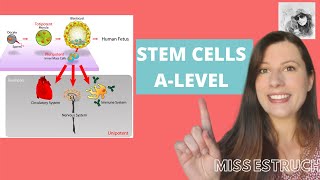 STEM CELLS Totipotent pluripotent multipotent and unipotent Learn how iPS cells are made [upl. by Blum]