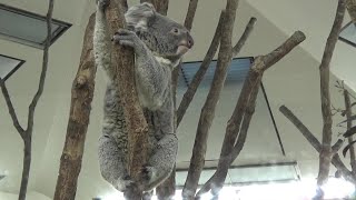 コアラ家族の日常 Cute koala baby and family 356【Cute animal baby videos】【こども動物自然公園】 [upl. by Forcier66]