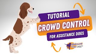 Crowd Control Assistance Dog Training Tutorial  Autism PTSD Anxiety [upl. by Geddes]