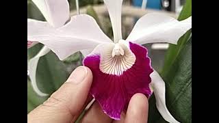 Cattleya purpurata var Vinicolor x Atropurpurea [upl. by Kokoruda]