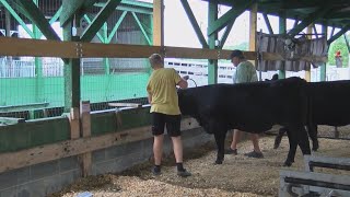 Livestock Events at the Fair [upl. by Anitnemelc]