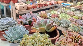 Lowland Succulents  How to Acclimate before RePotting 🥰❤️ [upl. by Wanonah]