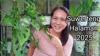 Monstera Adansonii Suwerteng Halaman 2025 Paano Nga Ba Alagaan [upl. by Cormier]