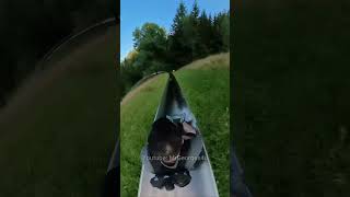 Extreme Alpine Slide Adventure Hits 70 kmh in Germany [upl. by Nnairac]