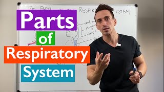 Parts of the Respiratory System  Overview [upl. by Araeic]