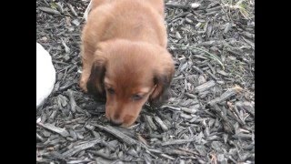 Meet Oscar our Absolutely Adorable Dachshund Puppy [upl. by Hgielah]