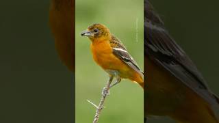 Exotic bird The best bird song birds birdsounds birdssinging shorts bird Exoticbird [upl. by Arrec]