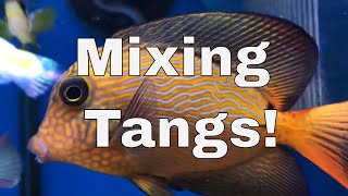 How to mix Multiple Tangs in One Tank [upl. by Otaner]