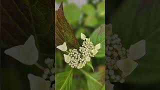 Voici les hortensias de mon jardin [upl. by Oakley]