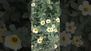 White buttercup flower plant  Turnera ulmifolia flower plant [upl. by Neiman]