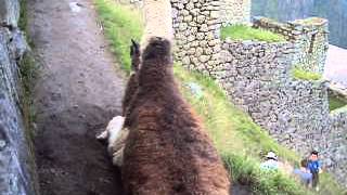 Llama breeding Machu Picchu [upl. by Bryana]