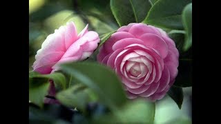 Top Most beautiful Camellias  Camellia Flowers  Camellia  PART 1 [upl. by Schrick975]