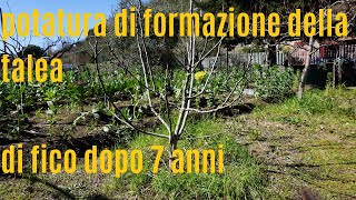 Potatura di formazione della pianta di fico [upl. by Leontine800]