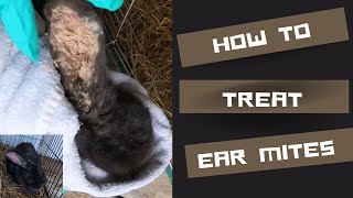 Ear mites in rabbits  how to treat naturally [upl. by Jackson931]