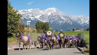 Almabtrieb 2024  45 Jahre Tradition in Söll am Wilden Kaiser  Begleite Hans und seine Kühe [upl. by Ileana]