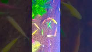 Glofish Tetra in Sakura shorts aquarium fish animals [upl. by Reena809]