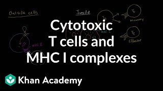 Cytotoxic T cells and MHC I complexes [upl. by Lladnek]