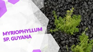 Myriophyllum sp Guyana das GuyanaTausendblatt eine pflegeleichte Stängelpflanze für das Aquarium [upl. by Sirdna]