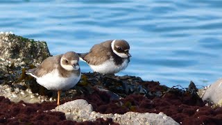 Bontbekplevier ringed plover [upl. by Nednarb]