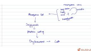 Lacteals take part  CLASS 12  DIGESTION AND ABSORPTION  BIOLOGY  Doubtnut [upl. by Krauss518]