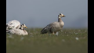 Bar Headed Goose Anser indicus An altitude defying migrant [upl. by Caddric]