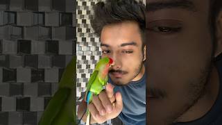 Mini vlogs with birds 🦜birds freefly birdslover shortvideo minivlog pets parrot birds [upl. by Anotal]