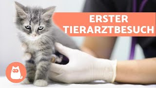 Der erste Besuch mit der Katze beim Tierarzt  Was muss ich beachten [upl. by Athena]