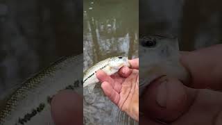 Creek Fishing Fish 6 teeny bass of 6 [upl. by Ojytteb238]