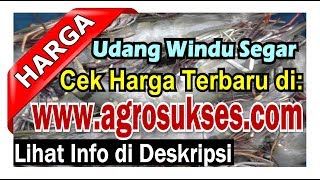 Update 2024 Daftar Harga Terbaru Udang Windu Segar Rp  Daftar Pembeli  Penjual [upl. by Wallas440]