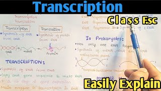 Transcription Process  Gene Expression  From DNA To mRNA  Class 12 Biology [upl. by Kahaleel]