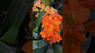 Clivias in bloomFlowering end of winter to early spring [upl. by Camile615]