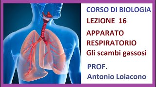 CORSO DI BIOLOGIA  Lezione 16  LAPPARATO RESPIRATORIO e gli scambi gassosi [upl. by Lled246]