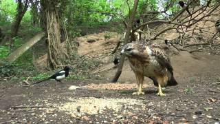 Squirrel Living Dangerously As Buzzard Learns To Hunt [upl. by Arta442]