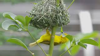 Weaver Bird Weaving A Nest  San Diego Zoo [upl. by Luhe]