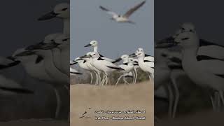 1 الحنكور  Crab Plover [upl. by Nave]