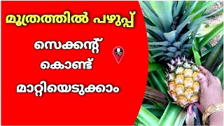 മൂത്രത്തിൽ പഴുപ്പ് simple ആയി മാറ്റാം  moothrathil pazhuppu maran  urine infection symptoms  Prs [upl. by Eelrac]